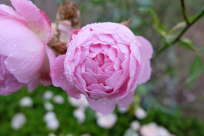 Close-up of pink rose