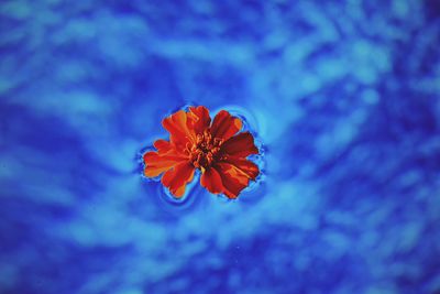 Close-up of orange flower against blue sky