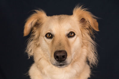 Portrait of dog sitting against black background