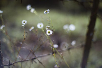 Close-up of water drops on flowering plant