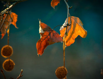 Close-up of dry autumn leaves