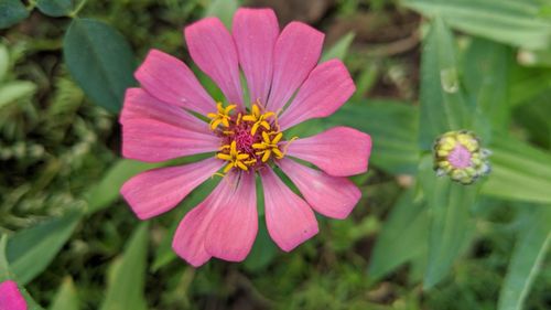Close-up of pink flower