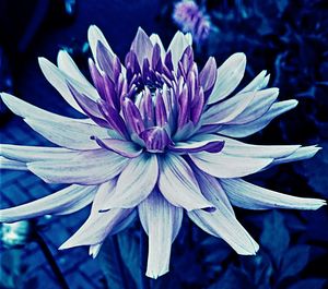 Close-up of purple flower