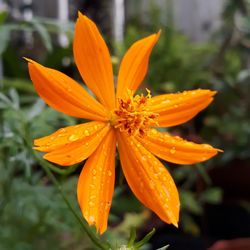 Close-up of orange flower