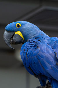 Close-up of blue parrot perching