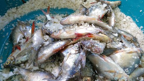 High angle view of fish in sea