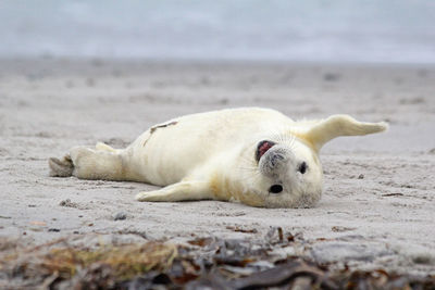 Close-up of a dog resting on the beach