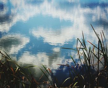 High angle view of plants in lake