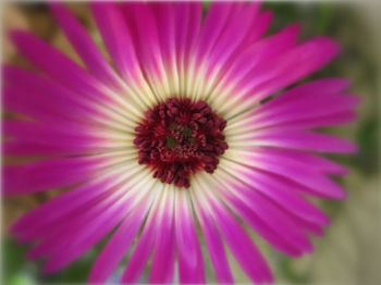 Close-up of pink flower