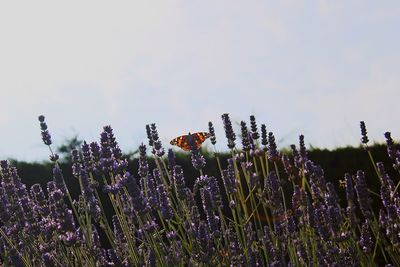 Close-up of purple flowering plants on field against sky