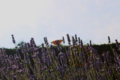 Close-up of purple flowering plants and butterfly on field against sky