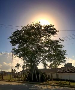 Low angle view of trees against sky