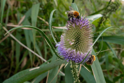 Close-up of honey bee pollinating on purple flower