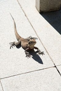 High angle view of bearded dragon on walkway