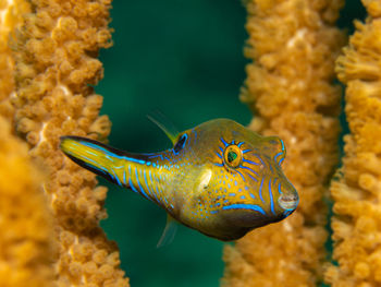 Canthigaster rostrata