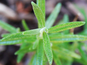 Close-up of leaves