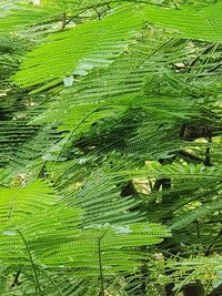 High angle view of fern leaves on land