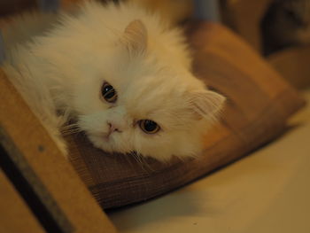 Close-up portrait of cat