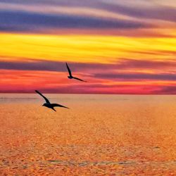 Seagull flying over sea against orange sky