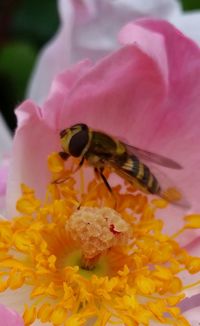 Close-up of honey bee on pink flower