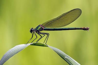 Close-up of butterfly on flower