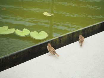 Close-up of frog in lake