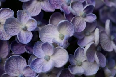 Close-up of purple flowers