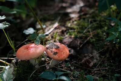 Close-up of mushroom growing on field