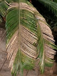 Close-up of palm tree leaves