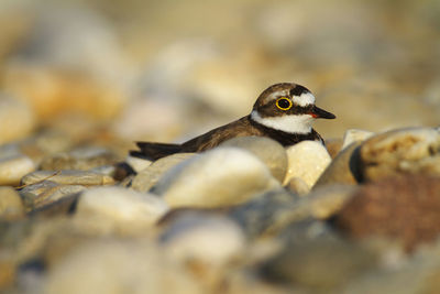 The little ringed plover in the nest on gravel bar from the drava river