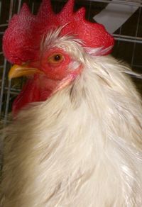 Close-up of rooster