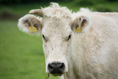 Close-up of cow on field