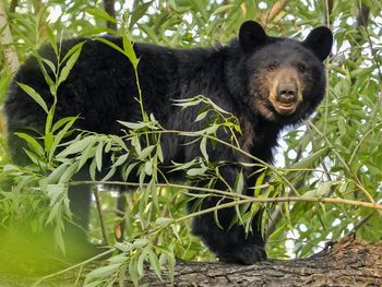 Portrait of bear standing in forest