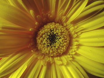 Full frame shot of yellow flower