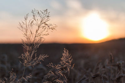 Close-up of plants against sky during sunset