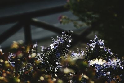 Close-up of fresh flowers on tree