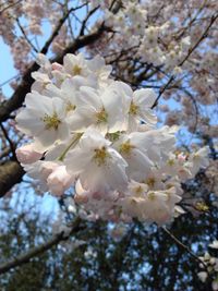 Low angle view of apple blossoms in spring