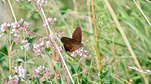 Close-up of butterfly pollinating on flower