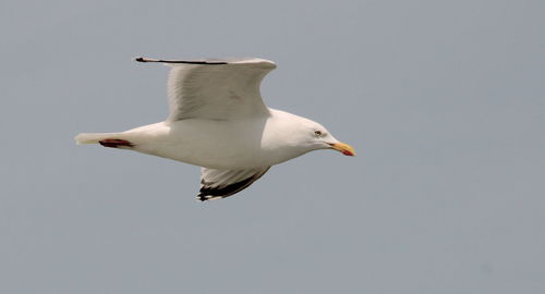 Low angle view of seagull flying against clear sky