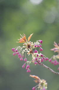 Close-up of pink flowering plant