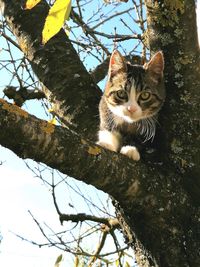 Low angle view of cat on tree trunk