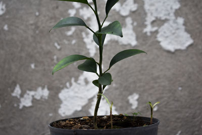 Close-up of small potted plant against wall