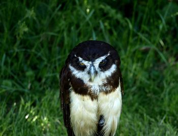 Close-up of a bird on field