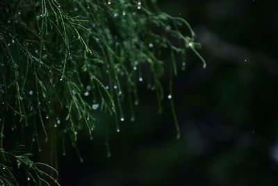 Close-up of wet spider web during winter