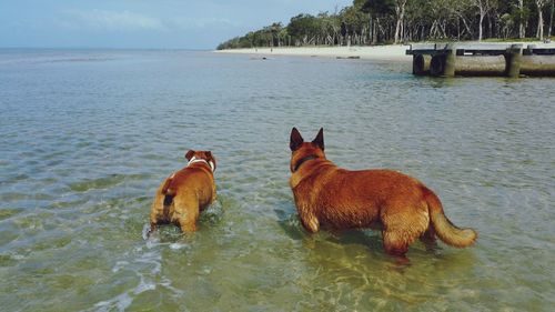 Two dogs in a lake