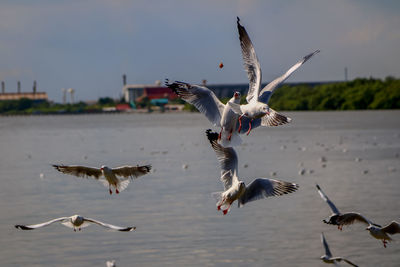 Birds at lake against sky