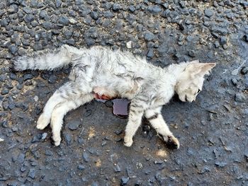 High angle view of cat lying down