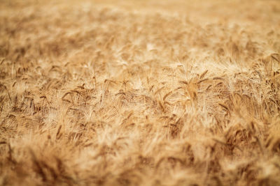 Full frame shot of wheat field