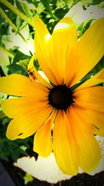 Close-up of yellow flower