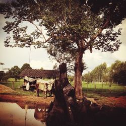 Trees on field against sky